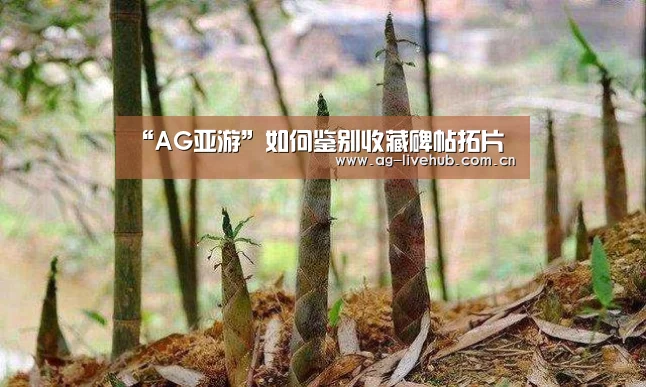 AG亚游